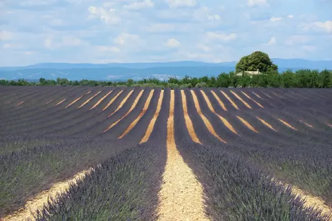 Rangs de lavande en fleurs sur le plateau de Valensole, en Provence